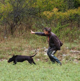 hunting trial, Field trial