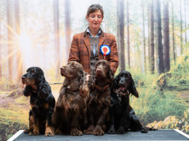 Field Spaniel du Pech de la Ginestelle