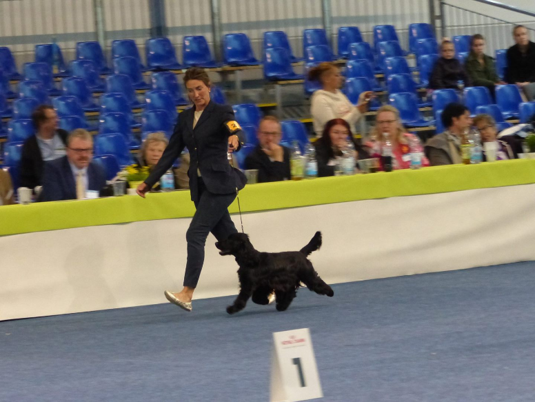 English Cocker Spaniel stud dog Loulou du Rieu- Grand