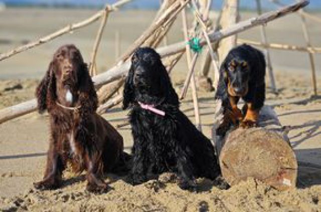 Field Spaniel and Field Spaniel puppy