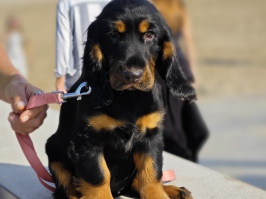 Field Spaniel du Pech de la Ginestelle