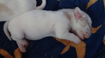 PBGV Puppy beim Schlafen
