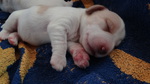 Petit Basset Puppie beim Schlafen