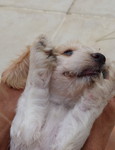 Je saute partout (girl) - Petit Basset Griffon Vendeen Puppies