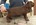 Field Spaniel puppy du Pech de la Goinestelle